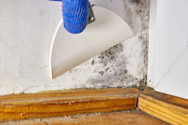 Best Mold Prevention Services  in Silver Hill, MD